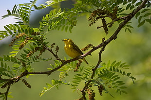 small yellow and brown bird standing on tree branch during daytime, yellow warbler