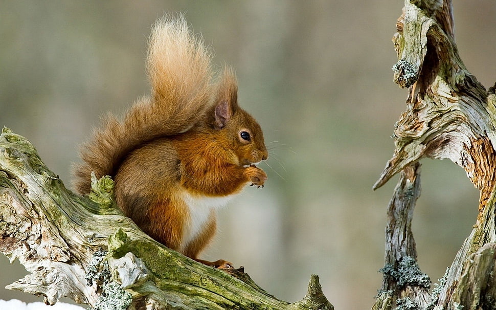 white and brown squirrel on tree HD wallpaper