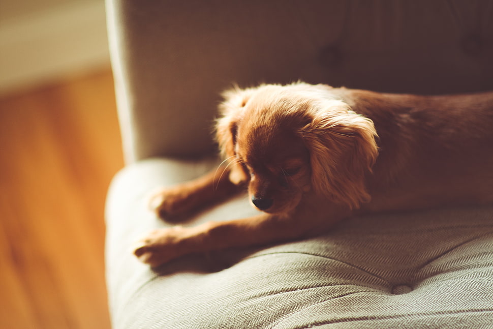 short-coated brown dog on gray fabric sofa HD wallpaper