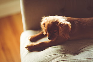 short-coated brown dog on gray fabric sofa