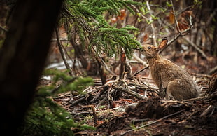 brown rodent eating green plant
