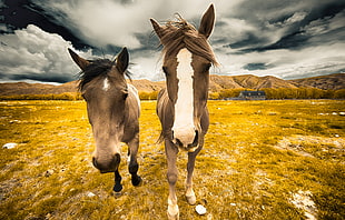 closeup photography of two brown horse