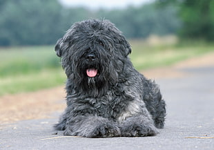 black Labradoodle laying on gray cement pavement