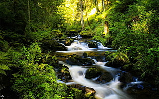 forest and lake, nature, river, trees, forest