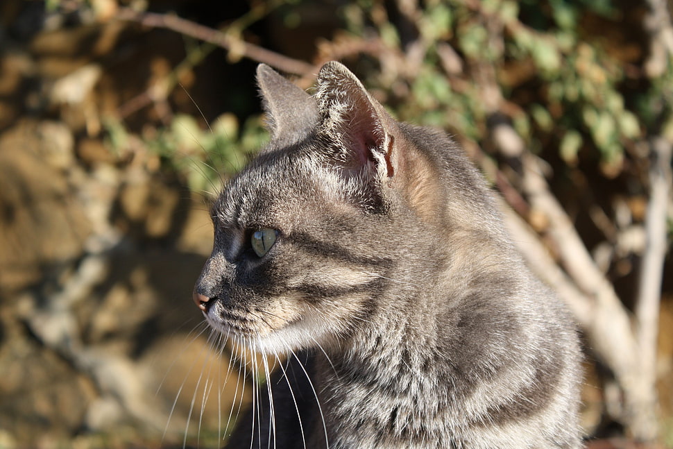 brown Tabby car during daytime HD wallpaper