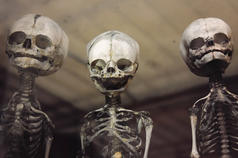 two white-and-black ceramic figurines, skeleton, skull HD wallpaper