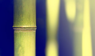 green bamboo, bamboo
