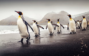 white-and-black penguins, penguins, animals