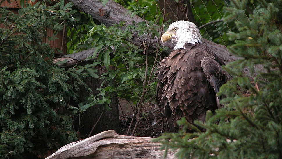 bald eagle, eagle, bald eagle, animals HD wallpaper