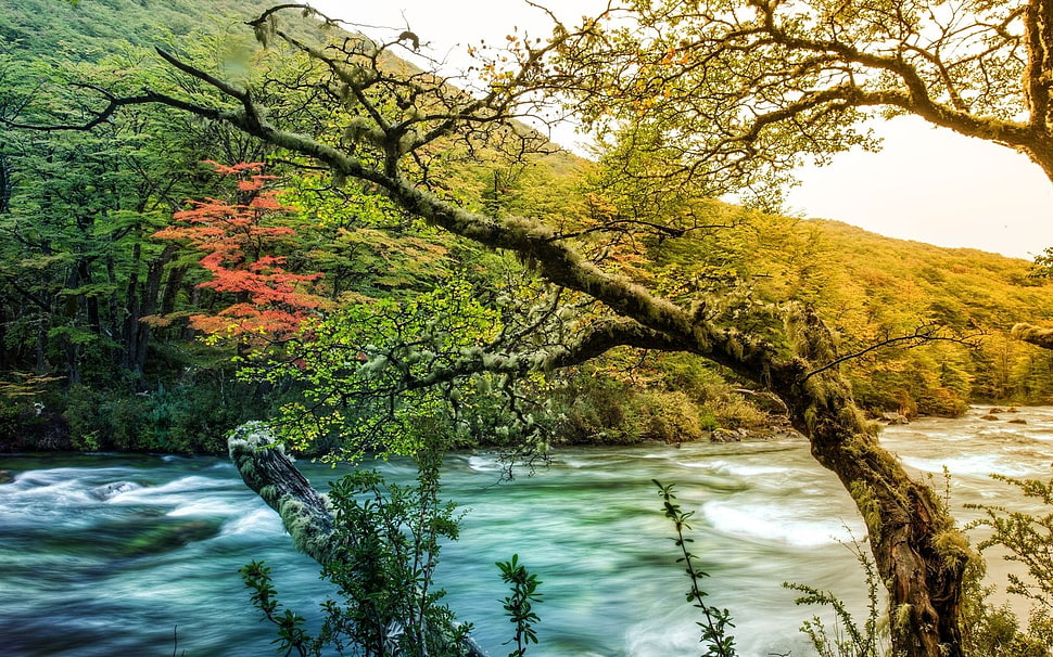 river near green forest during day time HD wallpaper