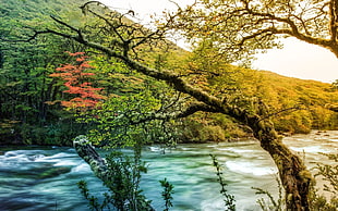 river near green forest during day time
