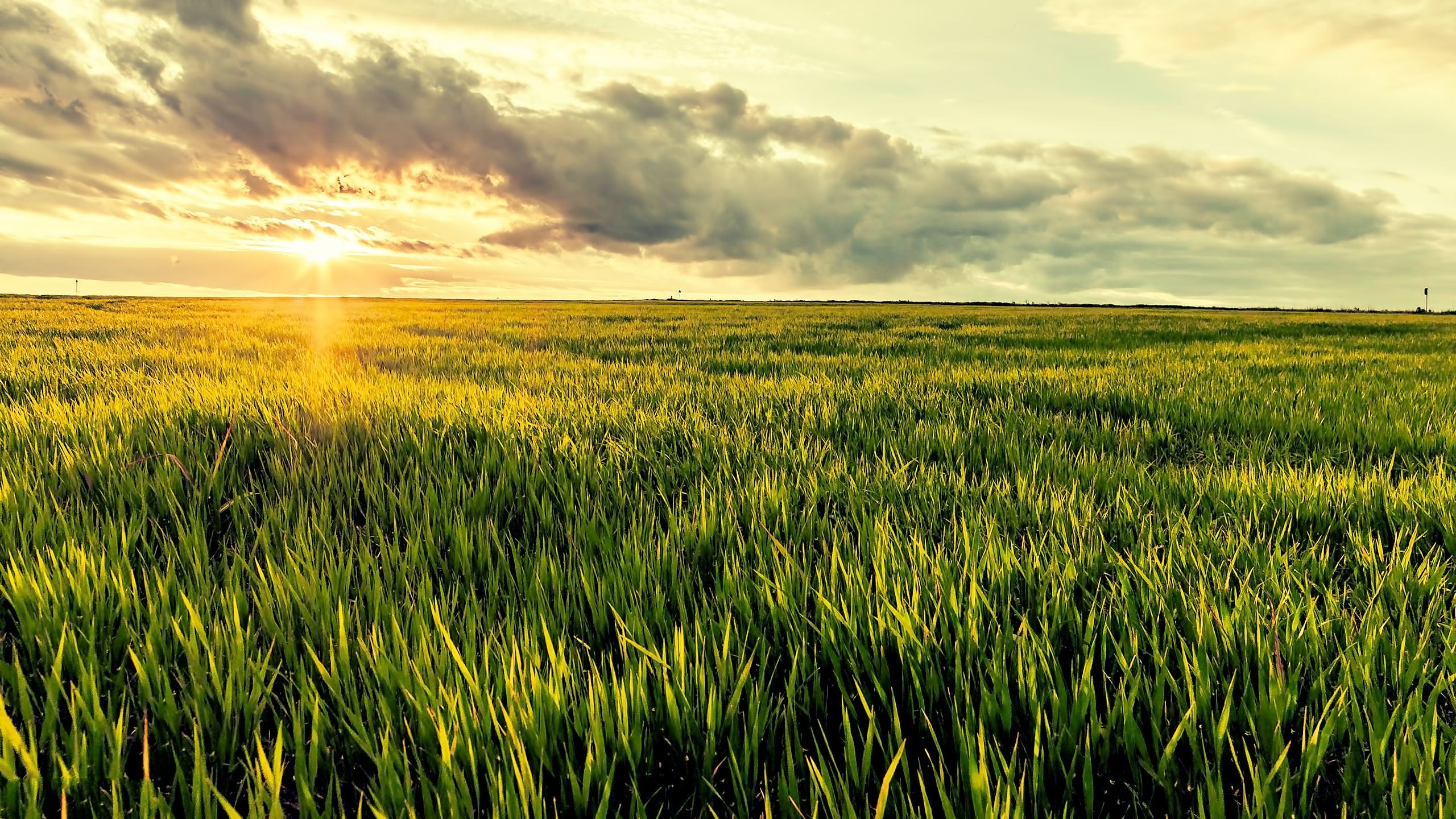 green grass during daytime