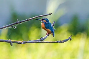 selective photography of blue and orange bird on tree branch during daytime