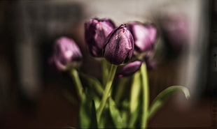 macro shot photo of purple tulips
