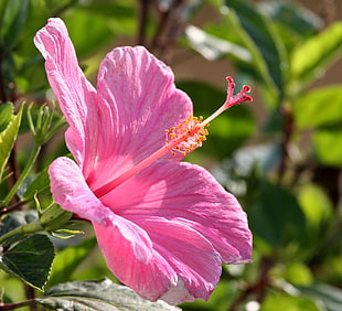 closeup photo of pink Hibiscus flower