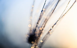 focus photography of plant