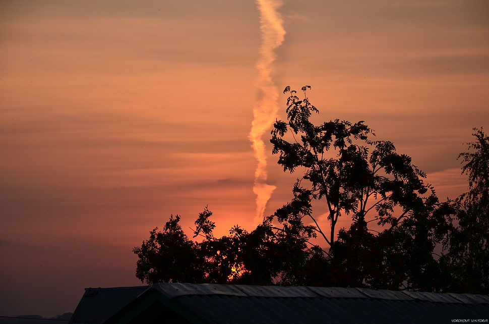 silhouette of leafed tree, landscape, sky HD wallpaper
