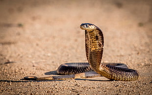 cobra snake, snake, reptiles, cobra , animals HD wallpaper