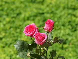 macro photography of three pink roses