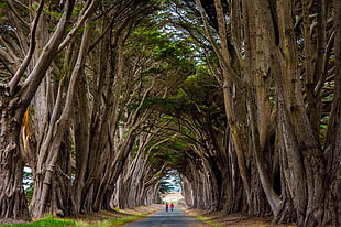 two people walking in between trees