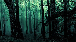 black forest, forest, green, trees, dark HD wallpaper