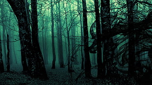 black forest, forest, green, trees, dark
