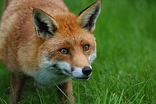 red fox during dayitme HD wallpaper