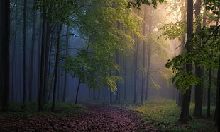 path In The Mist Forest  A0 A1 A2 A3 A4 Satin photo poster a1687h