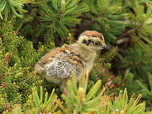 brown and black chick on top of green leaf plant