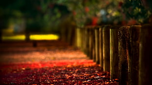 brown wooden fence, nature, depth of field, fence, leaves HD wallpaper