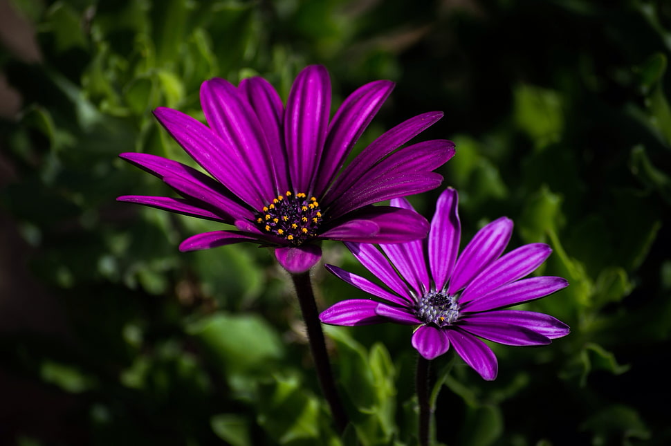 macro photography of two purple petaled flowers HD wallpaper