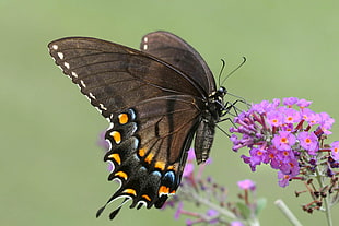 brown and yellow Butterfly on purple flower, swallowtail HD wallpaper