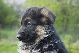 closeup photo of German Shepherd puppy