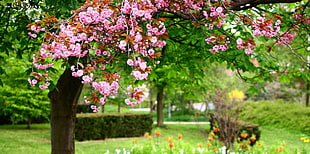 photo of pink flower in the trees HD wallpaper