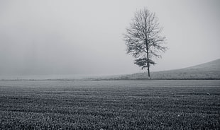 grayscale photo of bare tree surrounded grass
