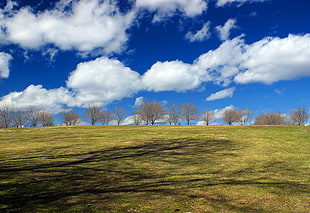 leafless trees under blue sky with clouds HD wallpaper