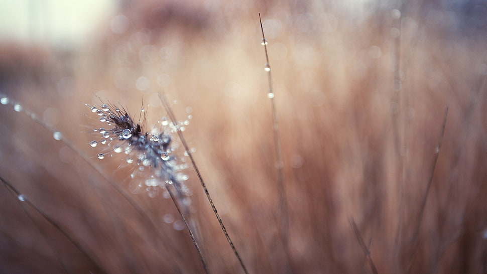 nature, macro HD wallpaper