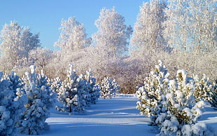 photography of trees covered by snow