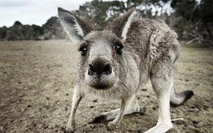 gray kangaroo in close up photography HD wallpaper