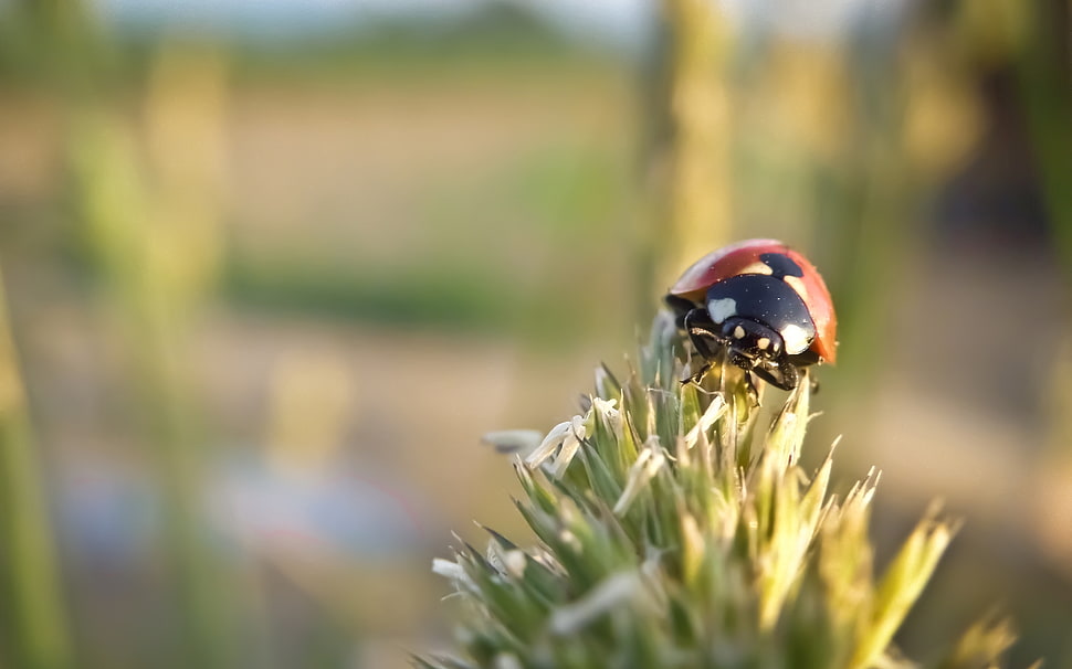 closeup photography of Ladybird on green leaf plant HD wallpaper