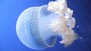 jellyfish underwater time lapse photo HD wallpaper