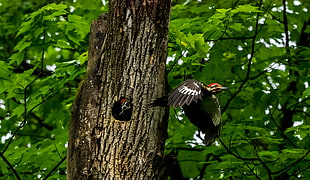brown and black bird flying near tree