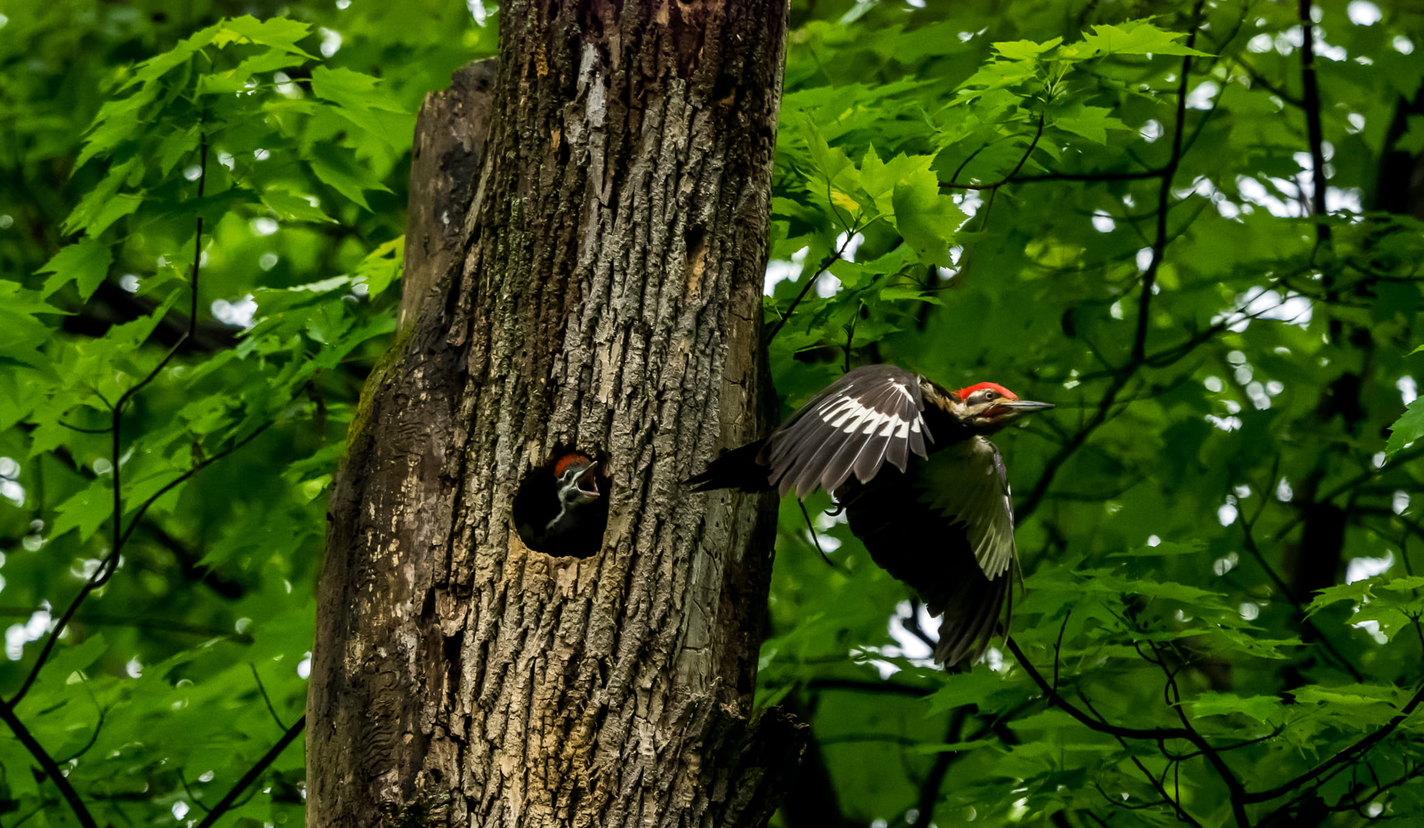 brown and black bird flying near tree