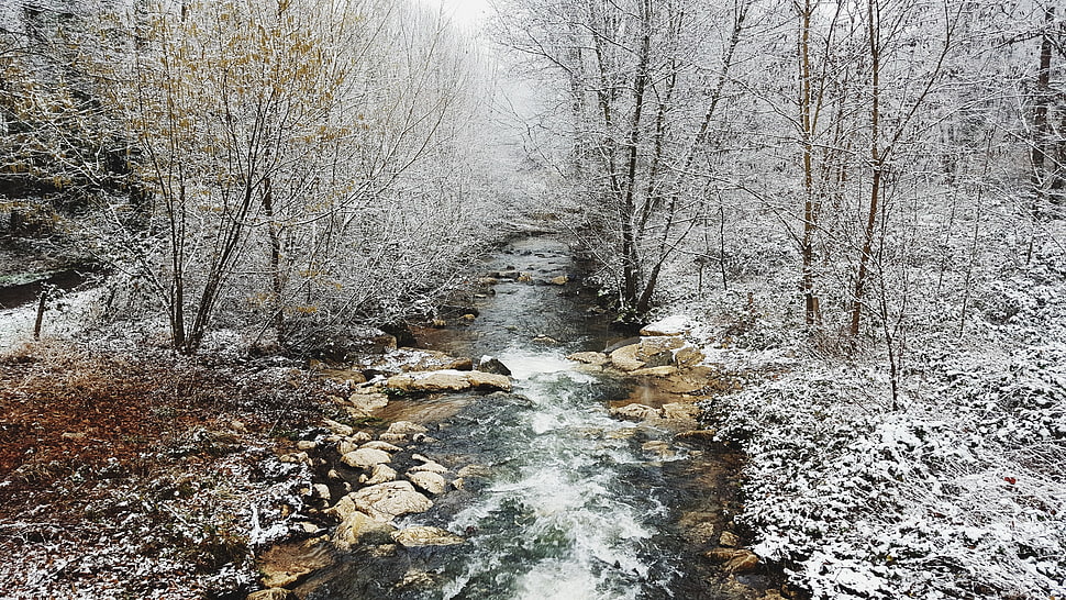 river between snow covered forest, nature, snow, winter, landscape HD wallpaper