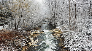 river between snow covered forest, nature, snow, winter, landscape