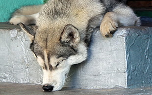 adult gray and white-coated dog