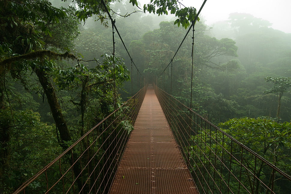 brown hanging bridge, bridge, nature, mist, Costa Rica  HD wallpaper
