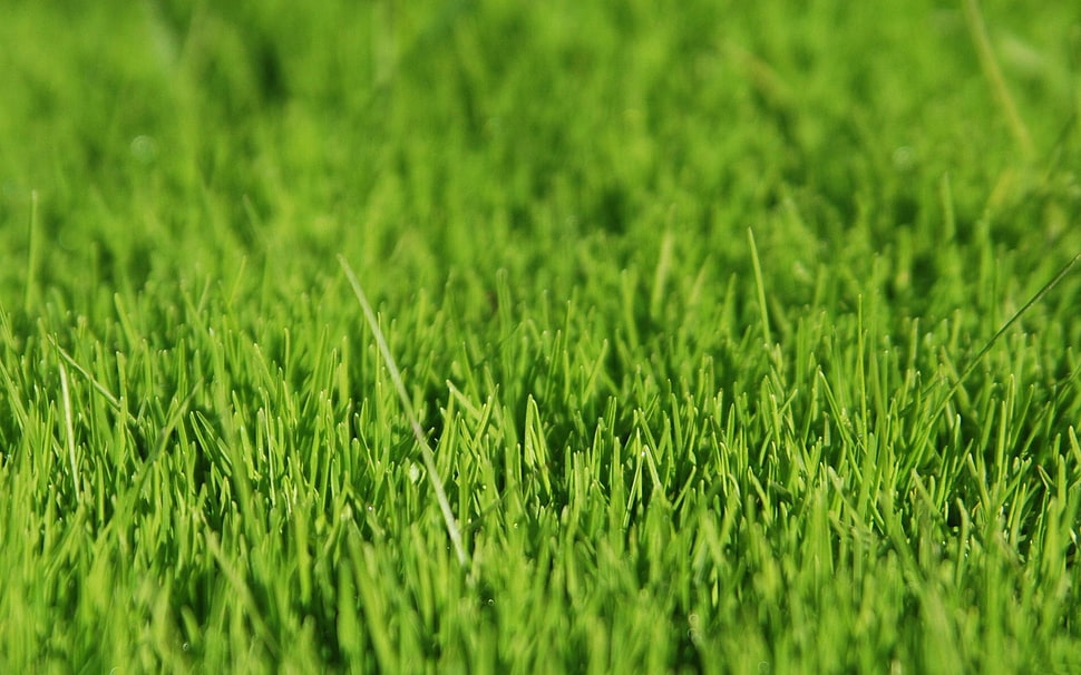 green bottle dryer HD wallpaper