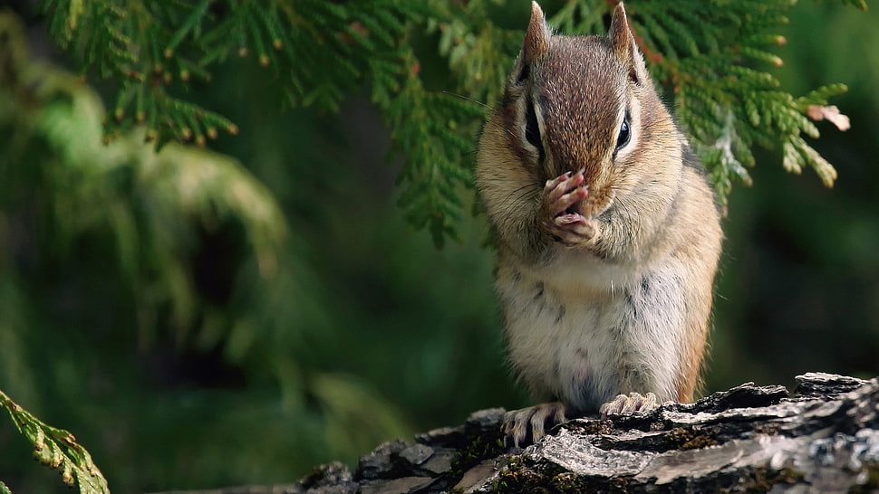 beige chipmunk on branch HD wallpaper