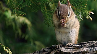 beige chipmunk on branch